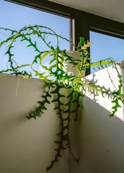 The Kinfolk Garden fra New Mags